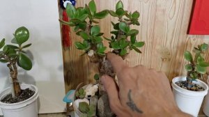 Толстянка, крассула, денежное дерево  Результат кардинальной обрезки на пенек.