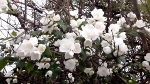 Розо -  жасминовое цветение - Rose - jasmine blossom