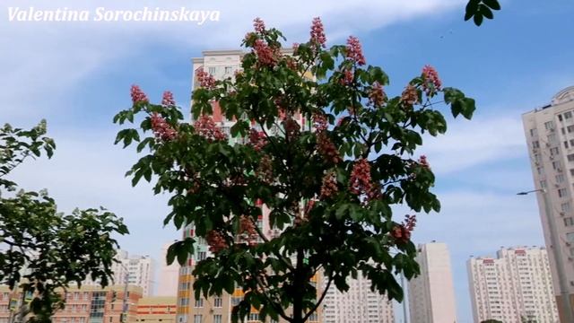 Левенцовка! Снова цветут каштаны... Ростов-на-Дону/ Chestnuts are blooming again... Rostov-on-Don смотреть онлайн