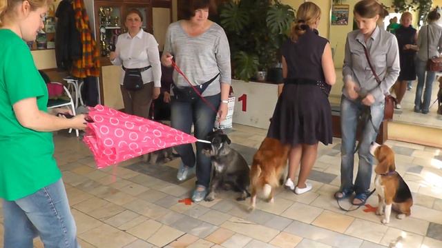 Экзамены "Канис-Терапия" СПб 29.06.14г.файл 00834 смотреть онлайн