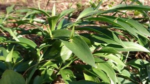 Иглица подлистная (дат. Drøbelbusk, лат. Ruscus hypophyllum). Ботанический сад Орхус 5 марта 2022, Д