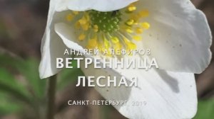 Ветреница лесная. Алефиров А.Н.