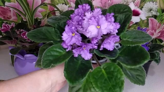 Фиалка не цветёт. Что делать? смотреть онлайн