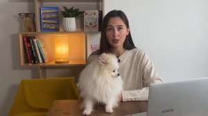 Померанский шпиц подойдет не всем. Мифы и правда