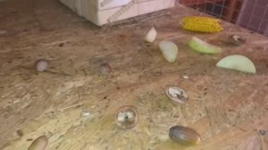 Белка дома.Обустраиваем клетку для бельчонка.