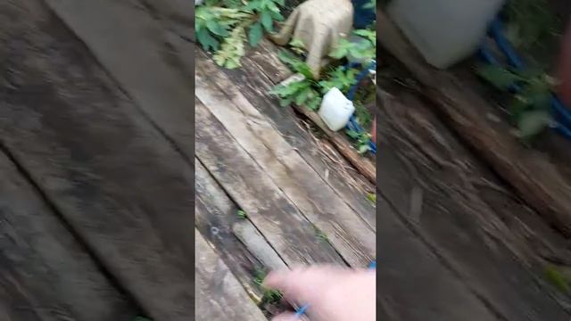 Борьба с рыжими слизнями на огороде смотреть онлайн