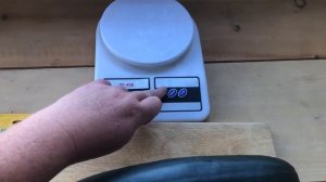 ? Обзор на кабачок " Кандела" F1 от Sakata.