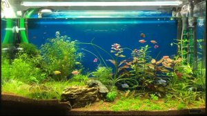 Автоматическая подмена воды в аквариуме