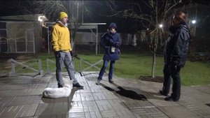 Вопрос ответ. Можно ли воспитывать собаку вдвоем? Выпуск 15