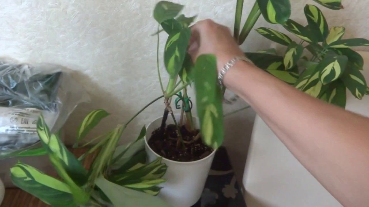 Цветы в моем доме. Комнатные растения. Вопрос к вам друзья. Калатея переросток.