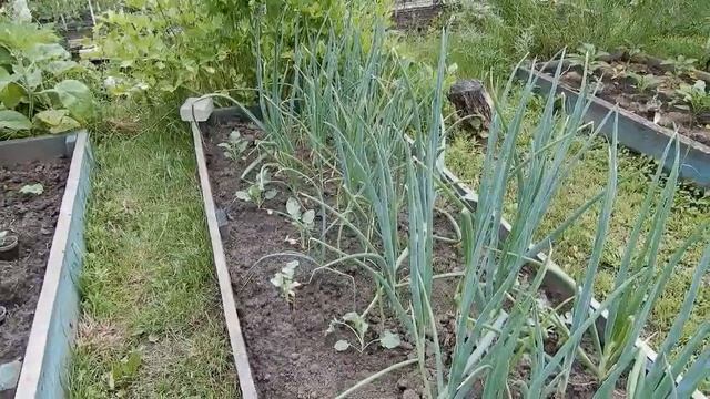 Полный обзор овощных грядок у меня на даче. Июнь 2020. смотреть онлайн