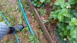 Подставки под клубнику тестирую помогают или нет мои выводы