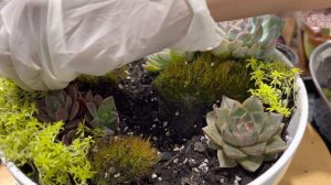 Using Measuring Bowl and Rock with Moss in my Succulent Arrangement