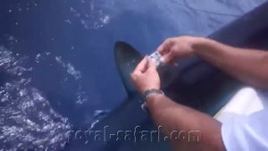 Рыбалка на акулу мако и рыбу парусника в Мексике