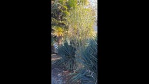 Продается большой дом в Мцара, Абхазия. 10 км от моря, 1.8 млн руб, 1 га земли, армянское село