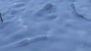 Охота в Нижнетавдинском районе. прекрасная погода лес шикарный. #лес #нива #охота #озеро#тюмень#дич