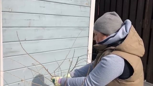 Обрезка лиственницы в стиле "бонсай" смотреть онлайн