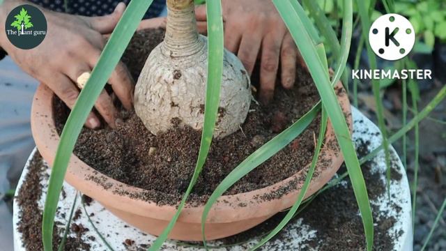 Lolina Palm Bonsai making || Lolina plant care tips||