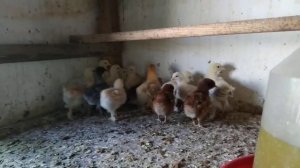 Цыплята кохинхин и БРАМА