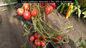 Эти ТОМАТЫ обязательно посажу в 2024, томаты посадил и не знаешь проблем, 13 беспроблемных сортов