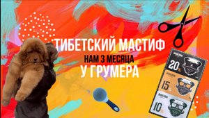 Тибетский мастиф Тор у грумера! Как пройдёт знакомство ?
