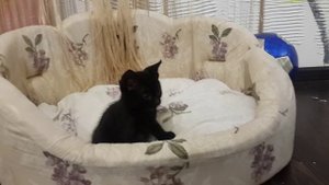 Бенгал меланистик. Это не девочка, это беда, или капец шторам?