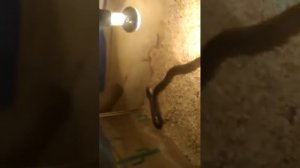 желтобрюхий полоз кушает