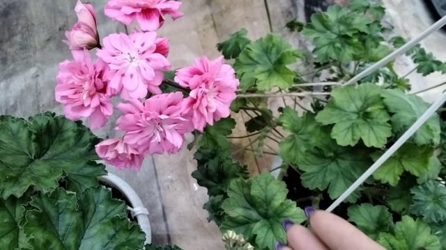 #70.Невероятная красота цветущих зонартиков!