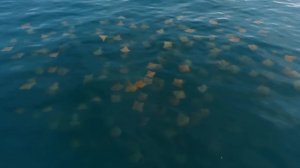 Галапагосы: На краю земли - Часть 2. Двуликий океан - Документальный фильм