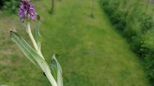 Промыла корень у Пальчатокоренника. это не ятрышник, а Dactylorhiza maculata. 07.06.2023