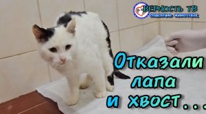 У котика отказала левая лапа и хвост. Выясняем что случилось и можно ли это вылечить. Спасение Рони