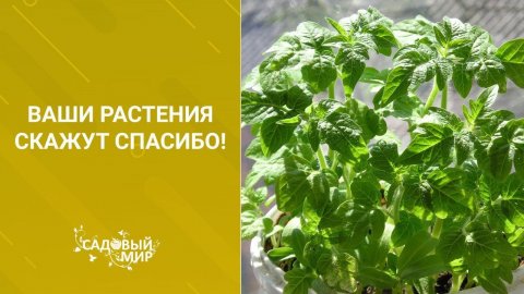 Как сделать землю в горшке с цветами воздушной. Ваши растения скажут СПАСИБО!