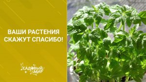 Как сделать землю в горшке с цветами воздушной. Ваши растения скажут СПАСИБО!