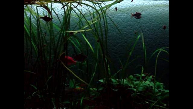 Релакс за 5 минут. Рыбки. Часть 1 смотреть онлайн