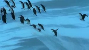 Пингвины карабкаются на айсберг!