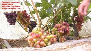 Виноград РОМИНА "королева" роскошные грозди и розовая ягода. Она будет изюминкой вашего виноградник
