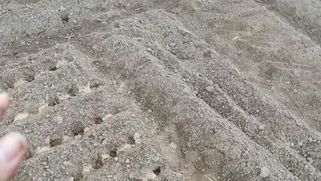 3 Правила КРУПНОГО Чеснока в Подмосковье! И о выращивании Чеснока из Бульбочек!