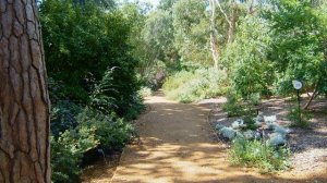 Посадка деревьев выше 2-х м высотой