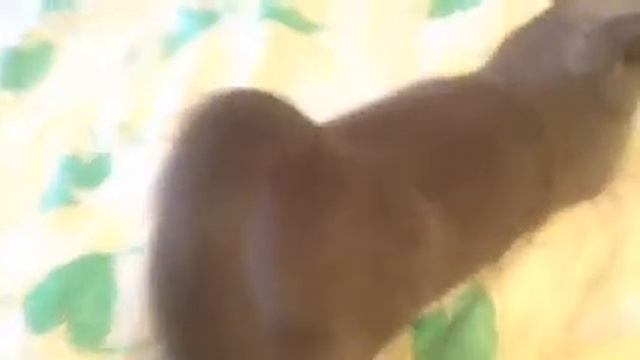 Прикол кошка подняла попу смотреть онлайн