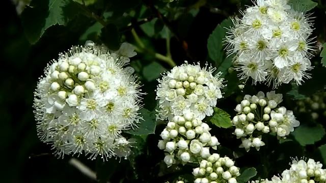 Spiraea x vanhouttei смотреть онлайн
