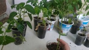 Условия выращивания здоровой рассады.Ошибки в выращивании рассады помидор и перцев..mp4