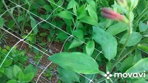 Как пасынковать альстромерию. Альстромерия. Пасынковка.