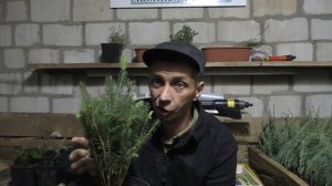 Можно ли выращивать хвойные в квартире?