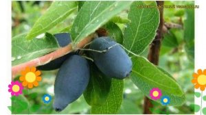 Жимолость съедобная Авача. Краткий обзор, описание характеристик lonicera edulis Avacha