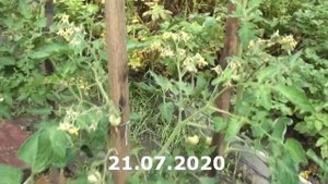 Томат Колибри с мая по сентябрь 2020 года