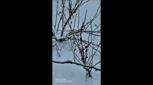 21.01.24 г.Молдова Унгенский р-н с.Нижние Буздуганы Moldova Ungheni district, Nizhnie Buzdugany...