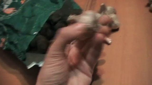 Секрет крупного чеснока. Омолаживание чеснока. Хранение чеснока. Сад и огород выпуск 200