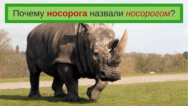 Происхождение слов. Носорог.