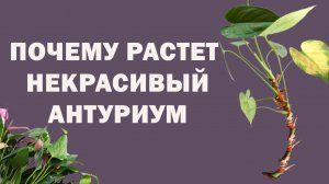 ПОЧЕМУ РАСТЕТ НЕКРАСИВЫЙ АНТУРИУМ / ПРОВОДИМ ВИЗУАЛЬНЫЙ ОСМОТР
