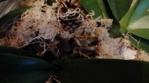 #Орхидея Октопус? Или я не ту купила?